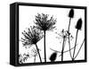 Teasel, Hedge parsley and Allium seedhead silhouettes-Ernie Janes-Framed Stretched Canvas