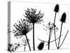 Teasel, Hedge parsley and Allium seedhead silhouettes-Ernie Janes-Stretched Canvas