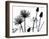 Teasel, Hedge parsley and Allium seedhead silhouettes-Ernie Janes-Framed Photographic Print