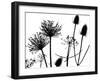 Teasel, Hedge parsley and Allium seedhead silhouettes-Ernie Janes-Framed Photographic Print