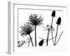 Teasel, Hedge parsley and Allium seedhead silhouettes-Ernie Janes-Framed Photographic Print