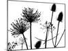 Teasel, Hedge parsley and Allium seedhead silhouettes-Ernie Janes-Mounted Photographic Print