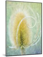 Teasel-Don Paulson-Mounted Giclee Print