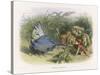 Teasing a Butterfly-Richard Doyle-Stretched Canvas