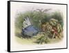 Teasing a Butterfly-Richard Doyle-Framed Stretched Canvas