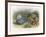 Teasing a Butterfly-Richard Doyle-Framed Art Print