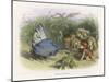 Teasing a Butterfly-Richard Doyle-Mounted Art Print