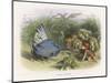 Teasing a Butterfly-Richard Doyle-Mounted Art Print