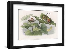 Teasing!-Richard Doyle-Framed Photographic Print