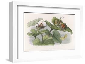 Teasing!-Richard Doyle-Framed Photographic Print