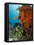 Technical Diver on Coral Reef.-Stephen Frink-Framed Stretched Canvas