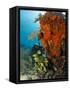 Technical Diver on Coral Reef.-Stephen Frink-Framed Stretched Canvas