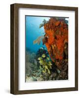 Technical Diver on Coral Reef.-Stephen Frink-Framed Photographic Print