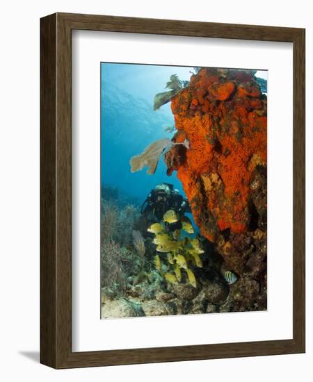 Technical Diver on Coral Reef.-Stephen Frink-Framed Photographic Print