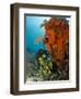 Technical Diver on Coral Reef.-Stephen Frink-Framed Photographic Print