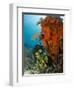 Technical Diver on Coral Reef.-Stephen Frink-Framed Photographic Print