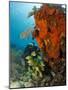 Technical Diver on Coral Reef.-Stephen Frink-Mounted Photographic Print