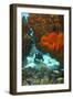 Technical Diver on Coral Reef.-Stephen Frink-Framed Photographic Print