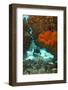 Technical Diver on Coral Reef.-Stephen Frink-Framed Photographic Print