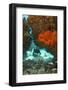 Technical Diver on Coral Reef.-Stephen Frink-Framed Photographic Print