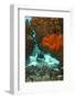 Technical Diver on Coral Reef.-Stephen Frink-Framed Photographic Print