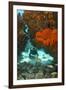 Technical Diver on Coral Reef.-Stephen Frink-Framed Photographic Print