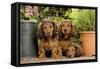 Teckel Dog Three Puppies-null-Framed Stretched Canvas