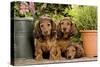 Teckel Dog Three Puppies-null-Stretched Canvas