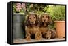 Teckel Dog Three Puppies-null-Framed Stretched Canvas