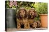 Teckel Dog Three Puppies-null-Stretched Canvas