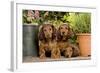 Teckel Dog Three Puppies-null-Framed Photographic Print