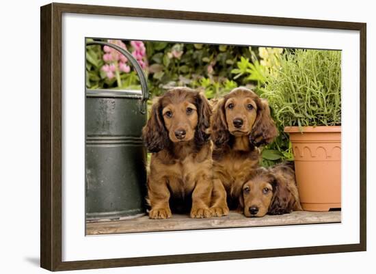 Teckel Dog Three Puppies-null-Framed Photographic Print