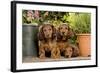 Teckel Dog Three Puppies-null-Framed Photographic Print