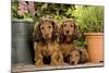 Teckel Dog Three Puppies-null-Mounted Photographic Print