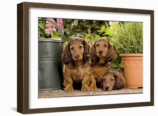 Teckel Dog Three Puppies-null-Framed Photographic Print