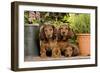 Teckel Dog Three Puppies-null-Framed Photographic Print