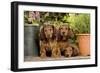 Teckel Dog Three Puppies-null-Framed Photographic Print