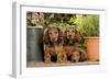 Teckel Dog Three Puppies-null-Framed Photographic Print