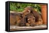 Teckel Dog Two Puppies-null-Framed Stretched Canvas