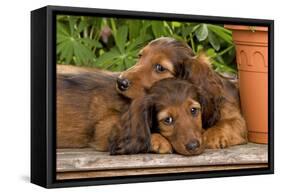 Teckel Dog Two Puppies-null-Framed Stretched Canvas