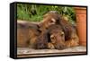 Teckel Dog Two Puppies-null-Framed Stretched Canvas