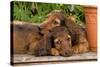 Teckel Dog Two Puppies-null-Stretched Canvas