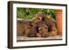 Teckel Dog Two Puppies-null-Framed Photographic Print