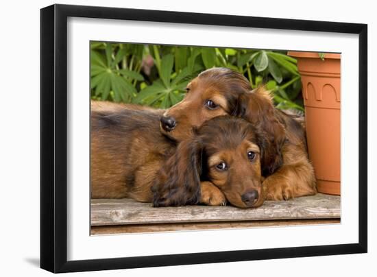 Teckel Dog Two Puppies-null-Framed Photographic Print