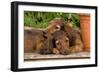 Teckel Dog Two Puppies-null-Framed Photographic Print