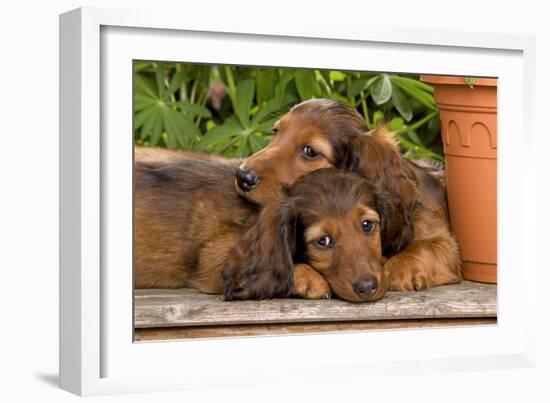 Teckel Dog Two Puppies-null-Framed Photographic Print