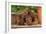 Teckel Dog Two Puppies-null-Framed Photographic Print