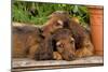 Teckel Dog Two Puppies-null-Mounted Photographic Print