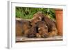 Teckel Dog Two Puppies-null-Framed Photographic Print