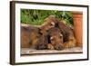 Teckel Dog Two Puppies-null-Framed Photographic Print